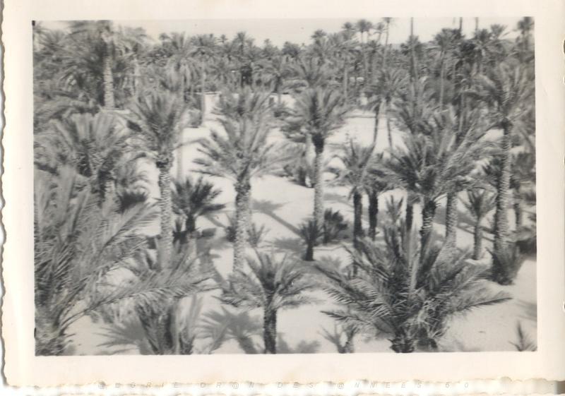 Colomb Bechar octobre 1955  La palmeraie.jpg